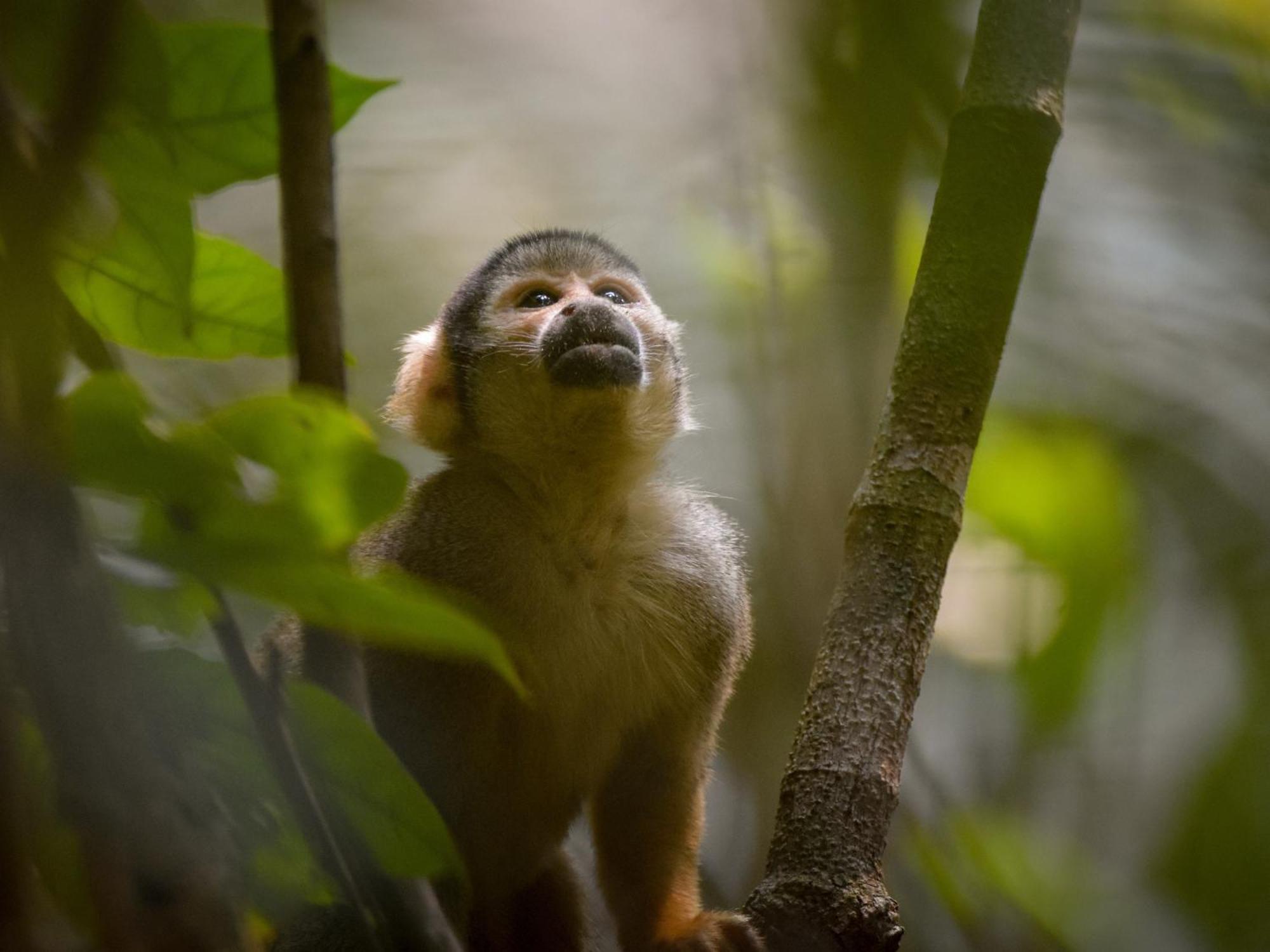 Tambopata Research Centerヴィラ エクステリア 写真