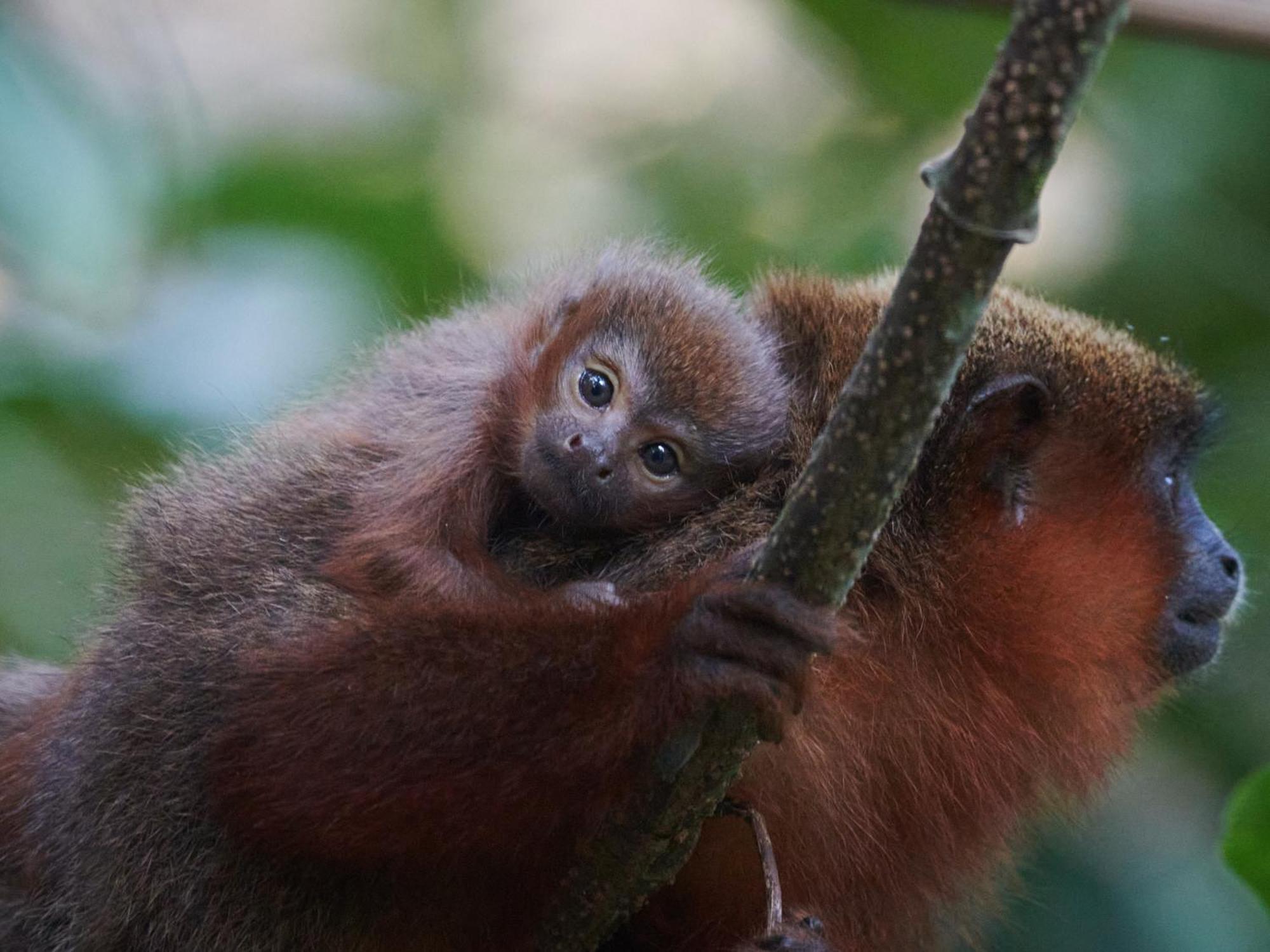 Tambopata Research Centerヴィラ エクステリア 写真