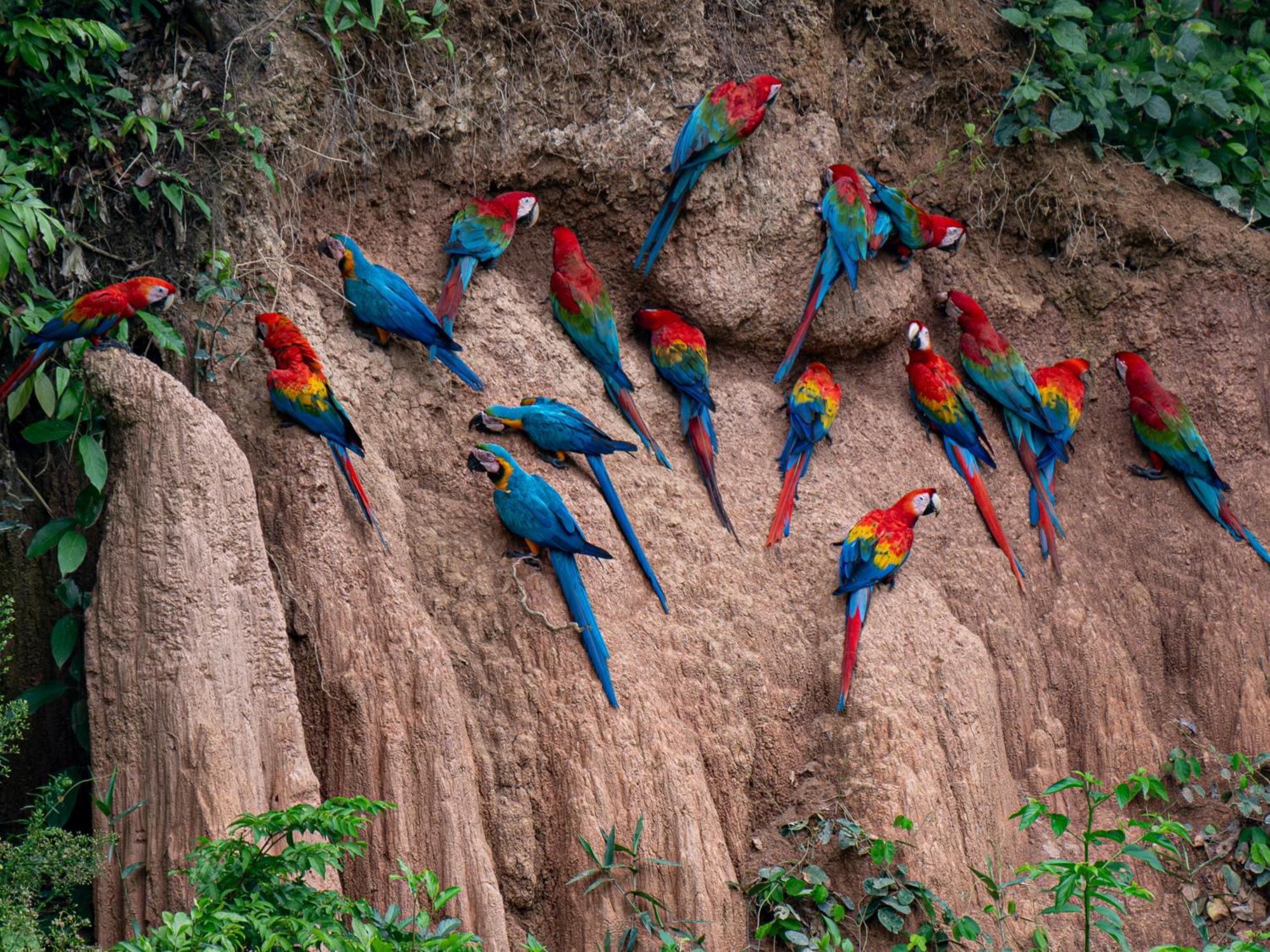 Tambopata Research Centerヴィラ エクステリア 写真