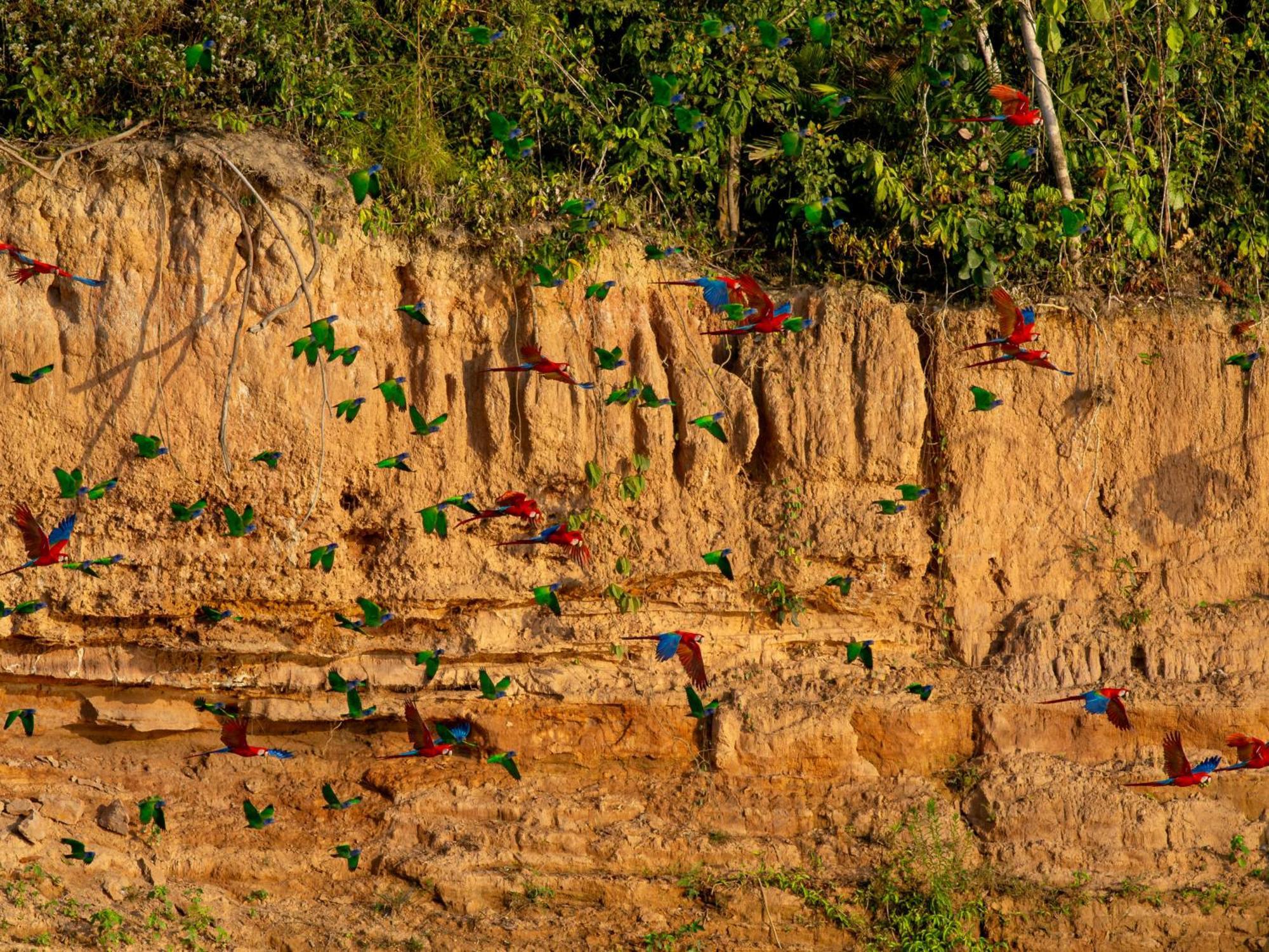 Tambopata Research Centerヴィラ エクステリア 写真