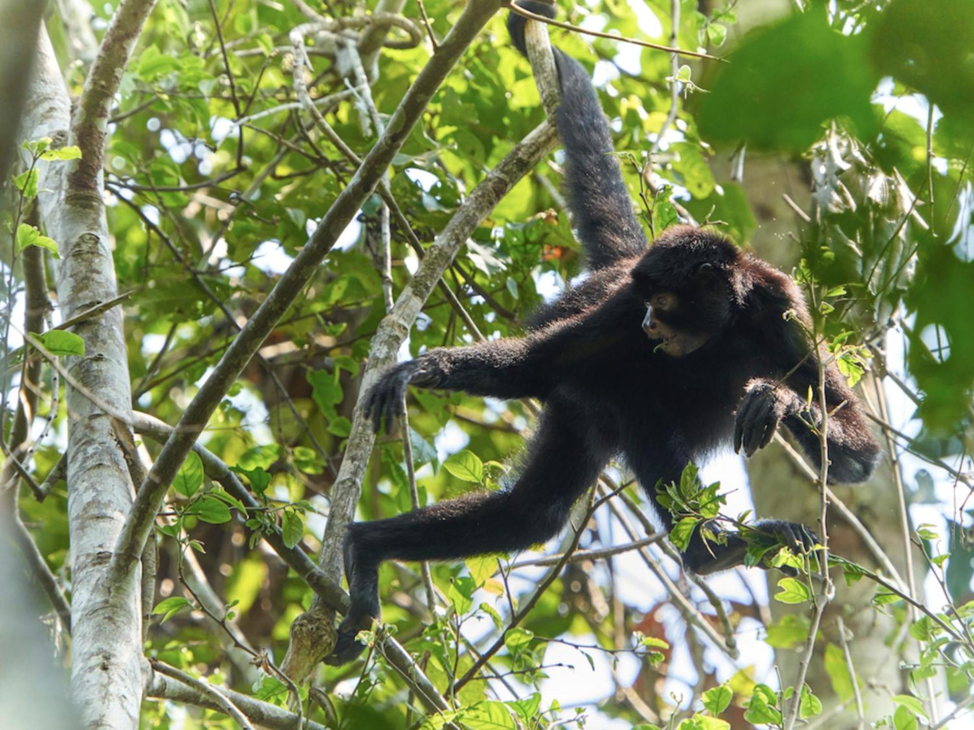 Tambopata Research Centerヴィラ エクステリア 写真
