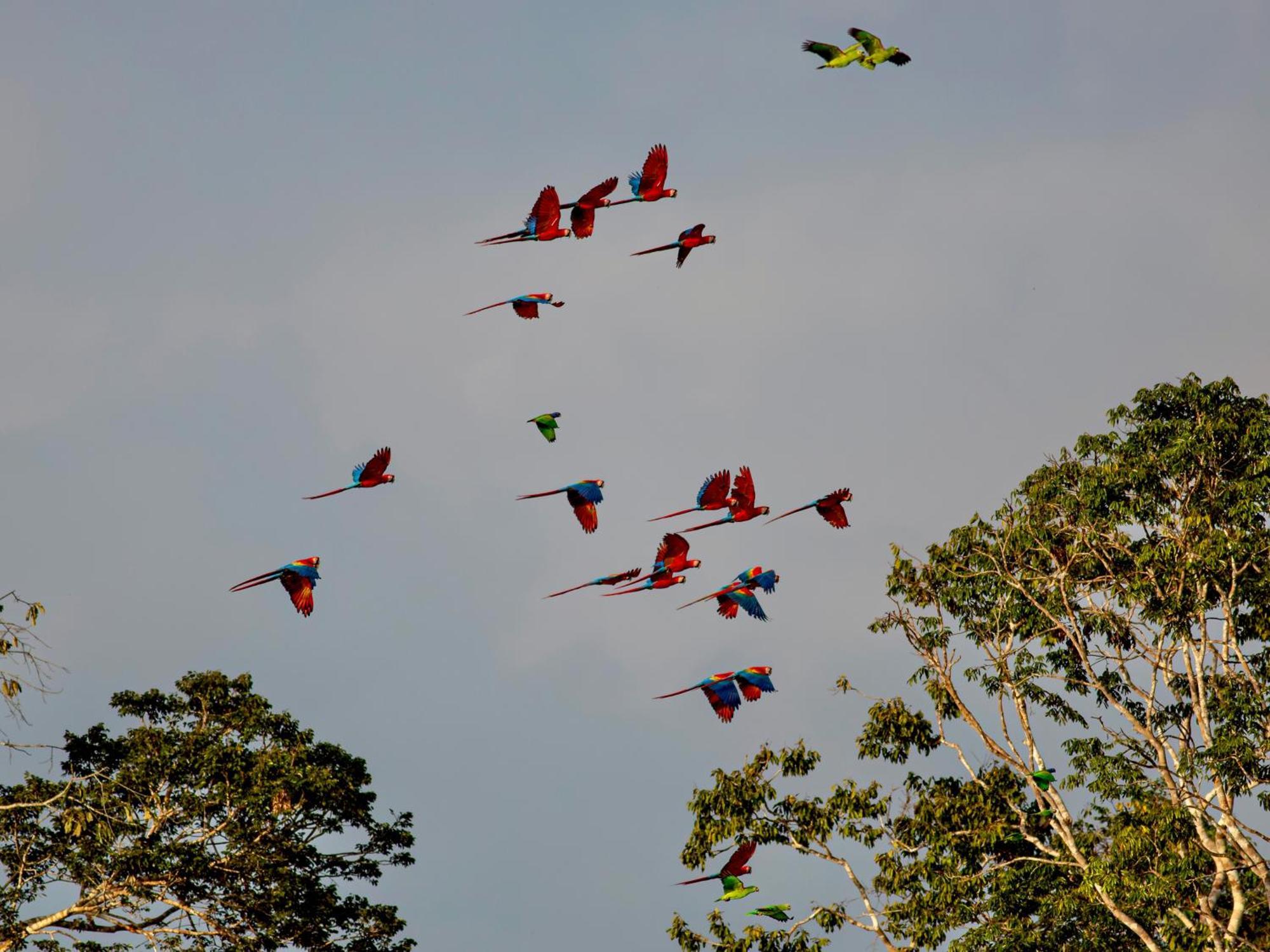 Tambopata Research Centerヴィラ エクステリア 写真